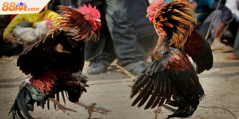 Đá gà cựa dao - Cuộc chiến tốc độ trên sàn đấu đỉnh cao 4 Kết quả thắng thua cuối cùng dựa trên nhiều yếu tố cụ thể