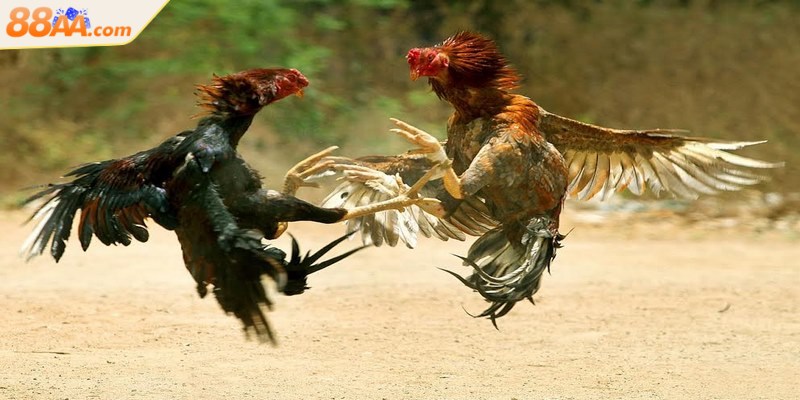 Đá gà nòi - Trải nghiệm những trận chọi kê đầy máu lửa 3 Thời gian mỗi trận đấu phụ thuộc vào nhiều yếu tố khác nhau