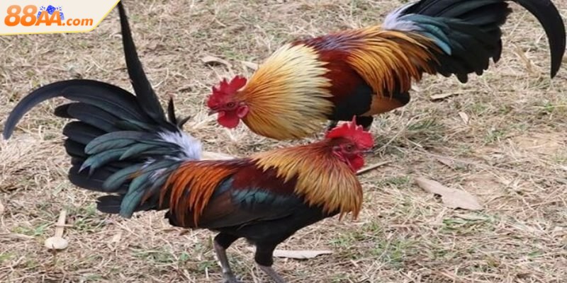 Đá gà Thomo - Đấu trường huyền thoại nổi tiếng Đông Nam Á 3 Gà tre thân hình nhỏ gọn, linh hoạt tung ra những đòn đánh nhanh